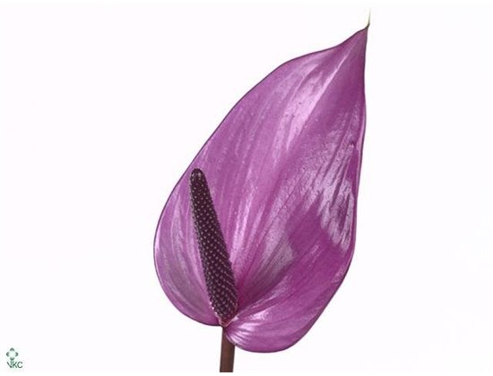 Anthurium A Previa c158