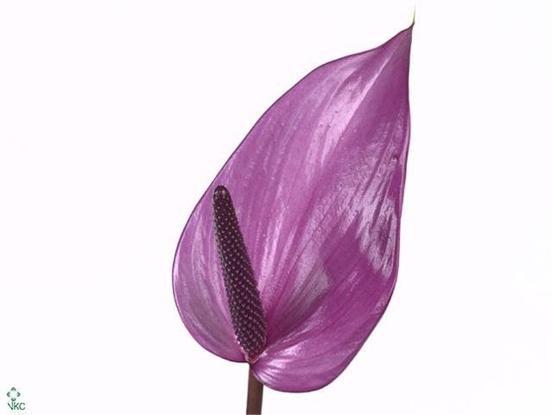 Anthurium A Previa c158