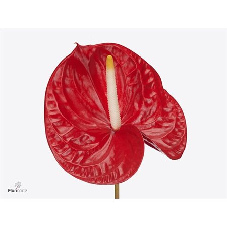 Anthurium A Rambla c160