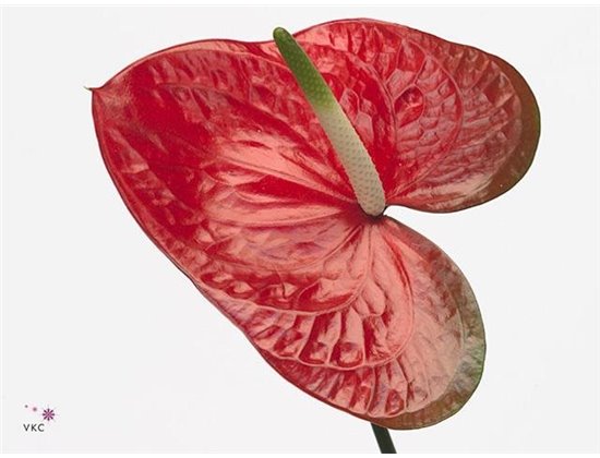Anthurium A Rambla c162