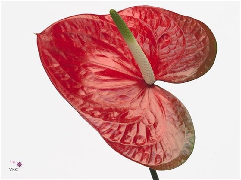 Anthurium A Red Amor c163