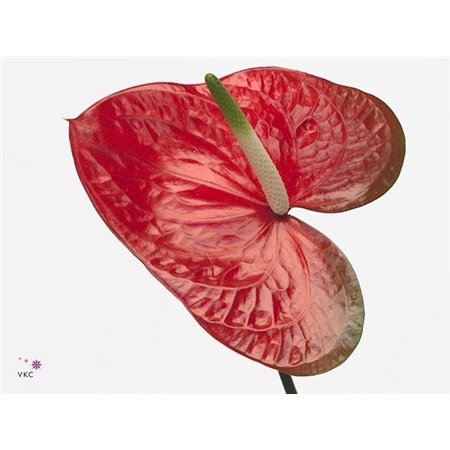 Anthurium A Red Amor c163