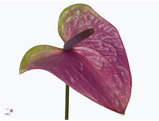 Anthurium A Rembr Purple c164