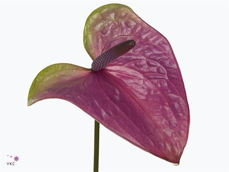 Anthurium A Rembr Purple c164