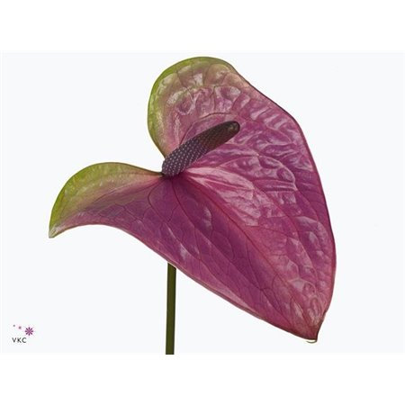 Anthurium A Rembr Purple c164