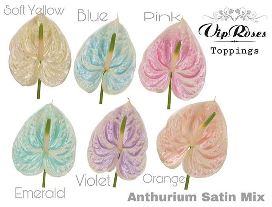 Anthurium A Satin Mixed c165