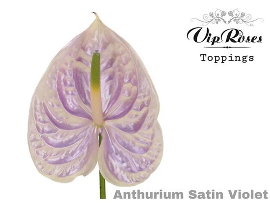 Anthurium A Satin Violet c166
