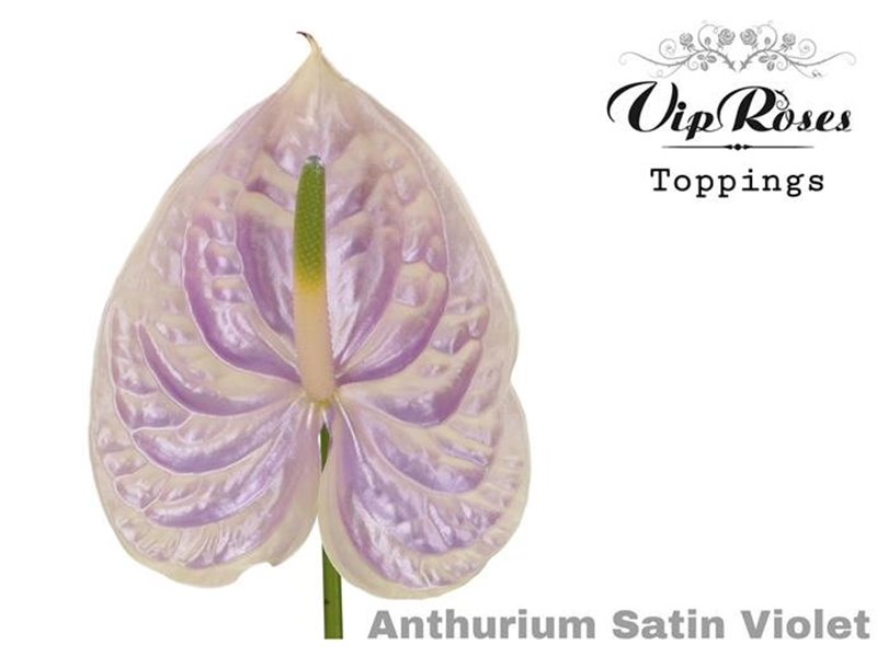 Anthurium A Satin Violet c166