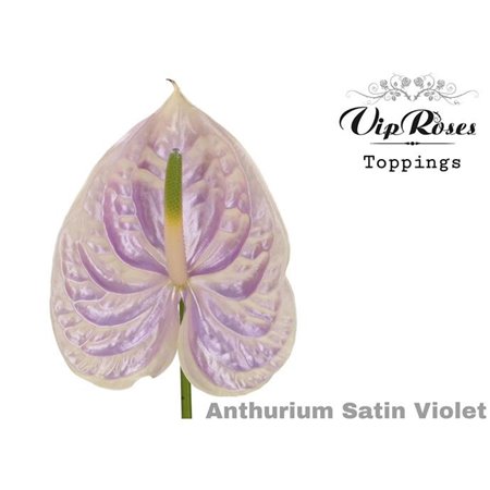 Anthurium A Satin Violet c166