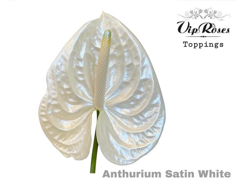 Anthurium A Satin White c167