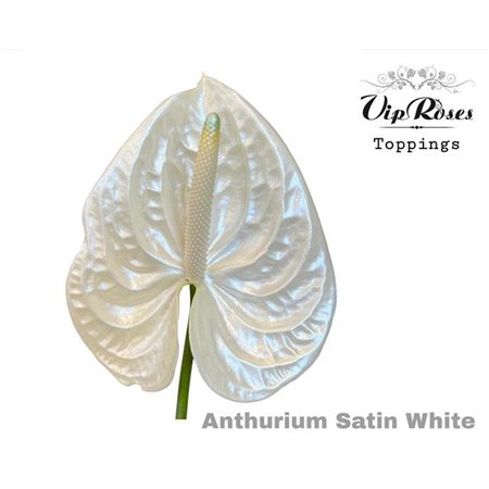 Anthurium A Satin White c167