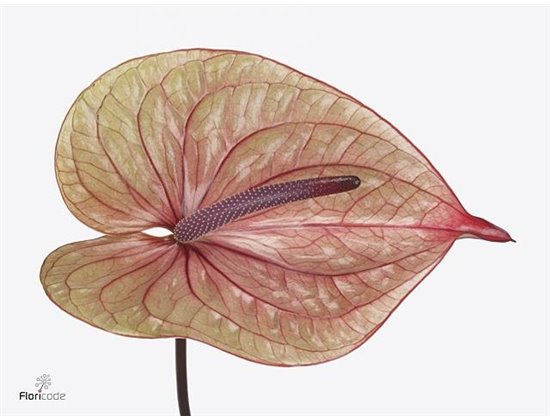 Anthurium A Satin White c168