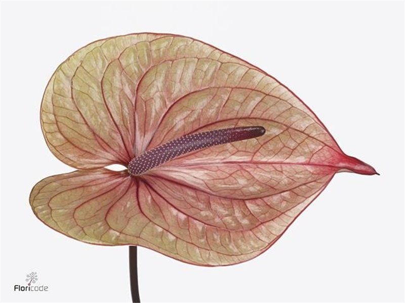 Anthurium A Tequila c169