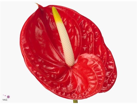 Anthurium A Tropical c170