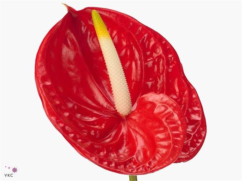 Anthurium A Tropical c170