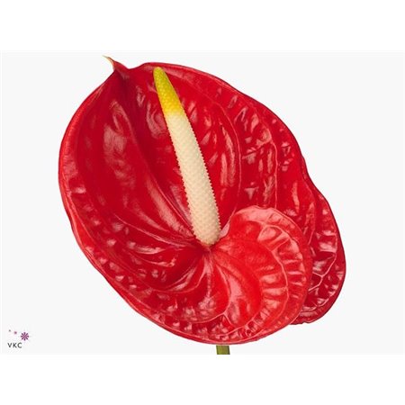 Anthurium A Tropical c170