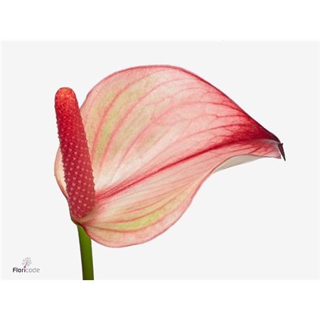 Anthurium A Zafira c173