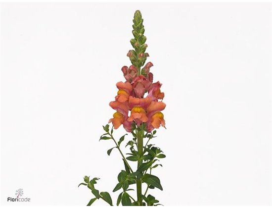 Antirrhinum Antibes Orange c174