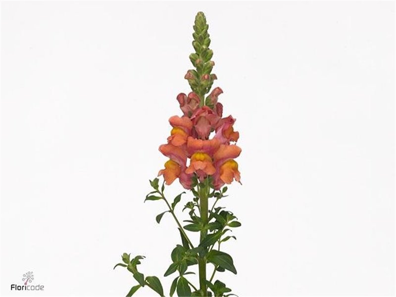 Antirrhinum Antibes Orange c174