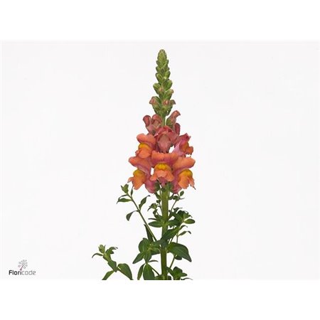 Antirrhinum Antibes Orange c174