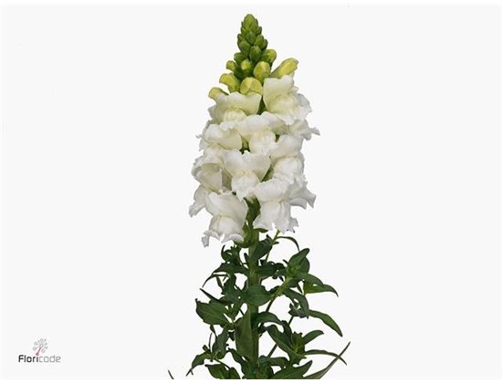 Antirrhinum Antibes White c176