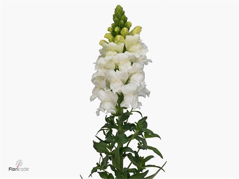 Antirrhinum Antibes White c176