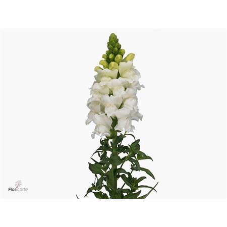 Antirrhinum Antibes White c176