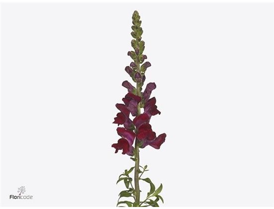 Antirrhinum Avignon Dark Red c177