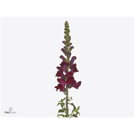 Antirrhinum Avignon Dark Red c177
