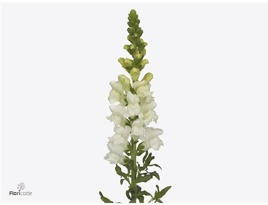 Antirrhinum Avignon Dark Red c178