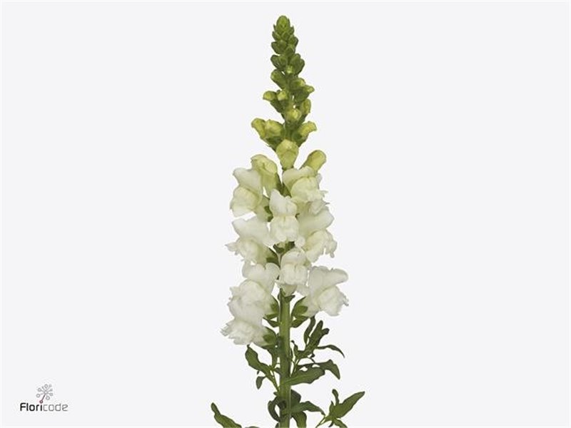 Antirrhinum Avignon Dark Red c178