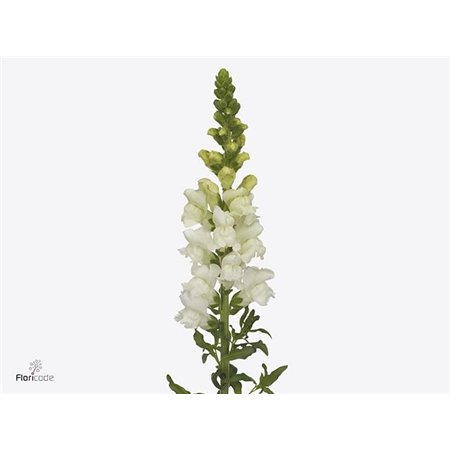 Antirrhinum Avignon White Imp. c179