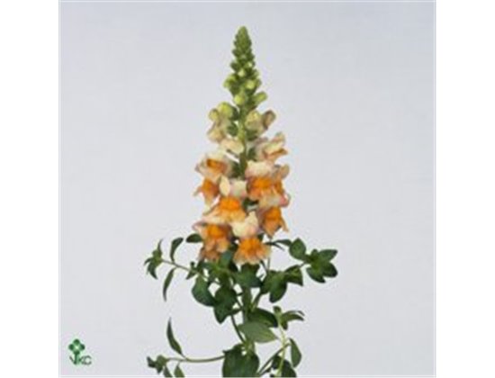 Antirrhinum Costa Apricot c180