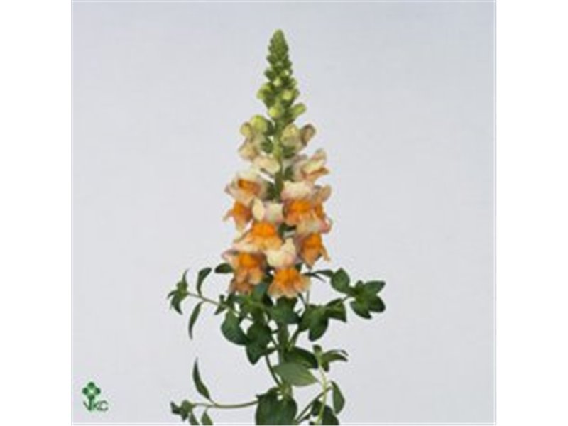 Antirrhinum Costa Apricot c180