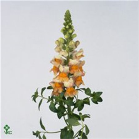 Antirrhinum Costa Apricot c180