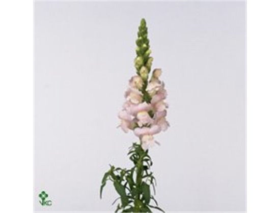 Antirrhinum Costa Apricot c181