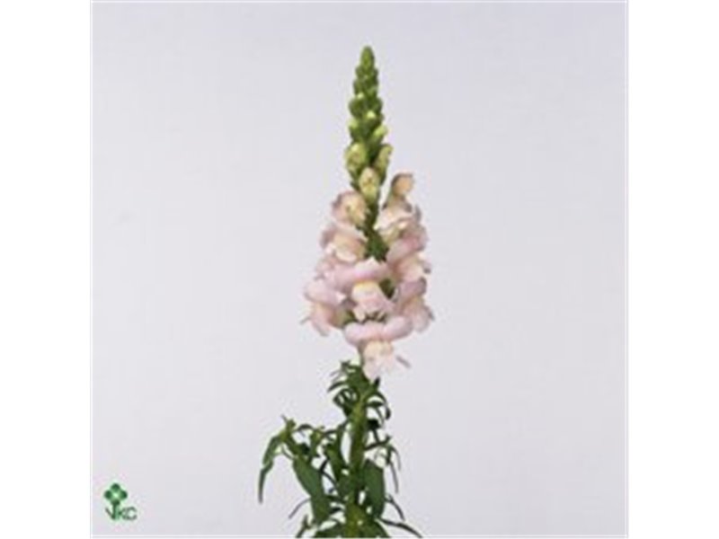 Antirrhinum Costa Apricot c181