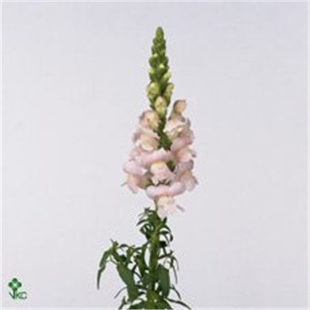 Antirrhinum Costa Apricot c181