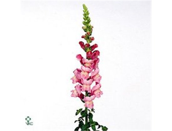 Antirrhinum Costa Silver c182