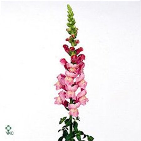 Antirrhinum Costa Silver c182