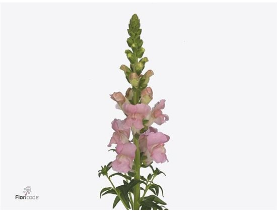 Antirrhinum Maryland Laven c184