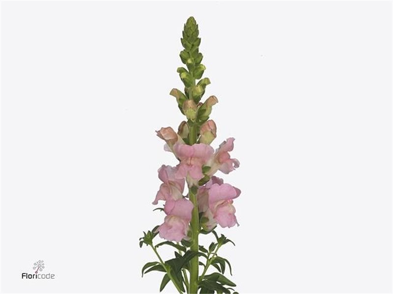 Antirrhinum Maryland Laven c184
