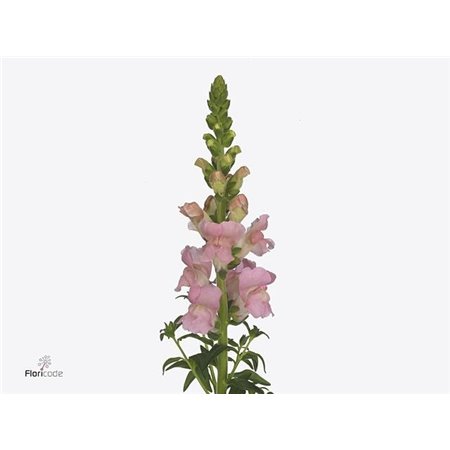 Antirrhinum Maryland Laven c184