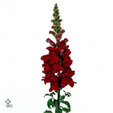 Antirrhinum Maryland Red c185