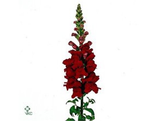 Antirrhinum Maryland Red c186