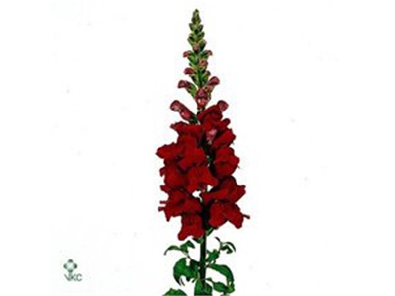 Antirrhinum Maryland Red c186
