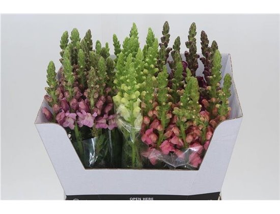 Antirrhinum Mixed c187