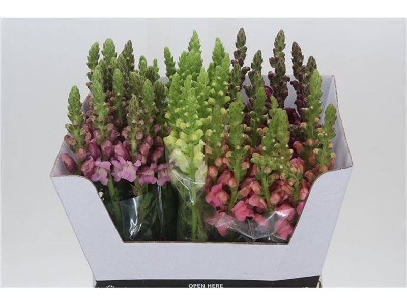 Antirrhinum Mixed c187