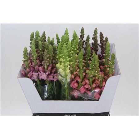 Antirrhinum Mixed c187