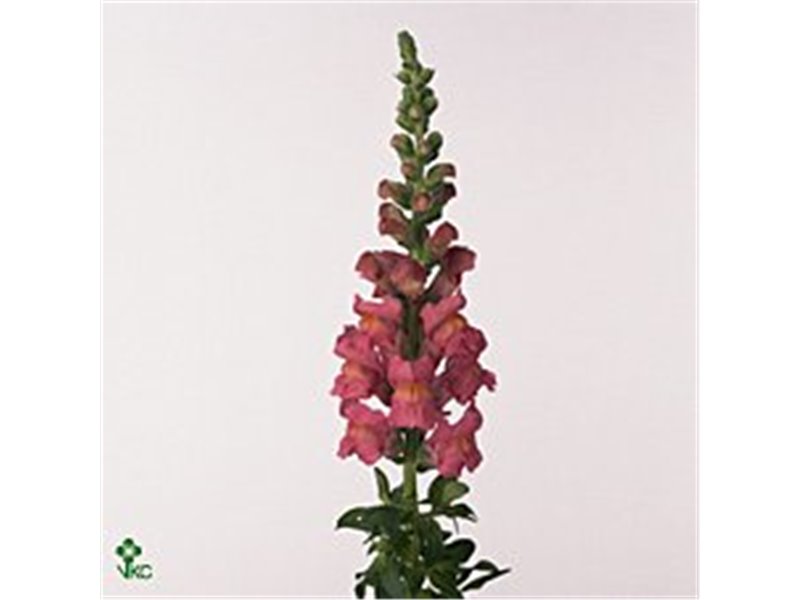 Antirrhinum Opus Pink c188